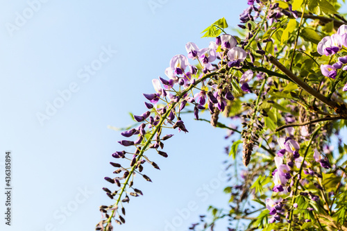 Wisteria sinensis or Blue rain, Chinese wisteria photo