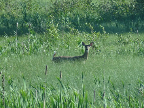 deer in the meadow