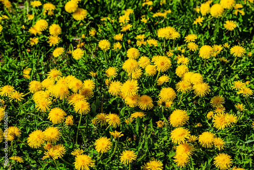 Dandelions in the meadow sunny springtime day 
