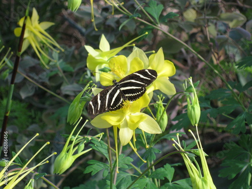 butterfly on a yellow flower