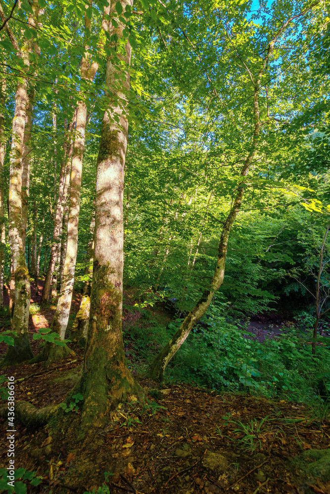 beech forest in summer. deciduous trees in morning light. beautiful nature background beech forest in summer. deciduous trees in morning light. beautiful nature background