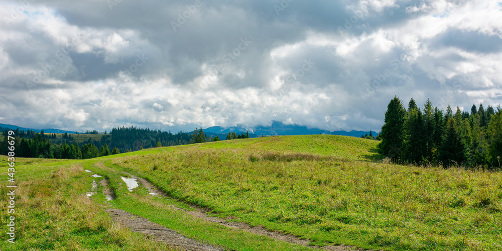 forest on the grassy meadow in mountains. stunning countryside scenery in early autumn dramatic weather. clouds on the sky. bright environment nature background