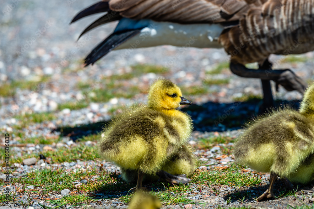 Newborn goslings in the springtime 