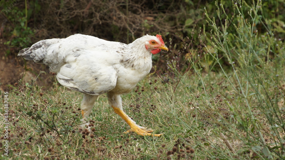 Fototapeta premium Gallina