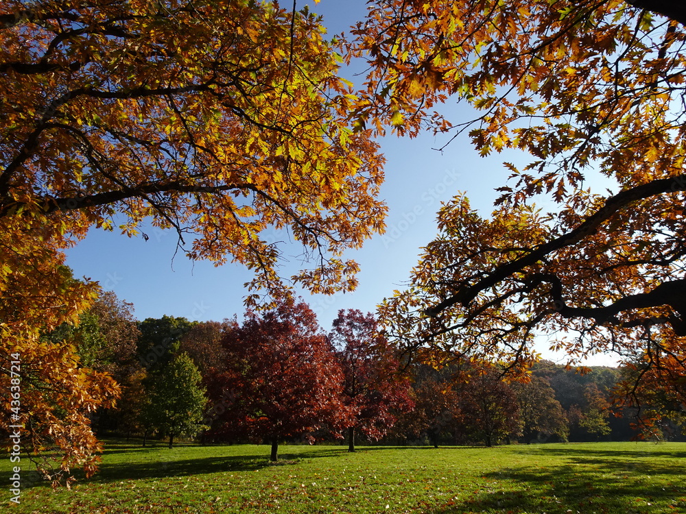 trees in autumn