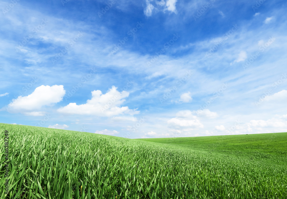 Smooth green grass, lawn against a large blue sky on a sunny day. Wide view of the mown lawn. Natural background of green grass, fresh juicy frame. Smooth green grass, lawn against a large blue sky on a sunny day. Wide view of the mown lawn. Natural background of green grass, fresh juicy frame.