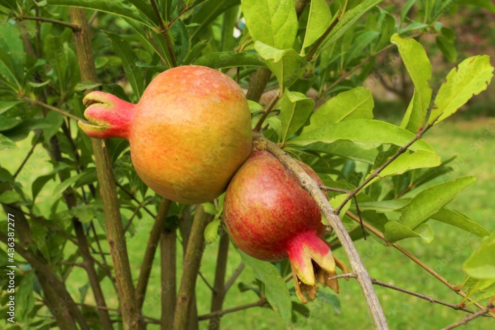 pomegranate on tree pomegranate on tree