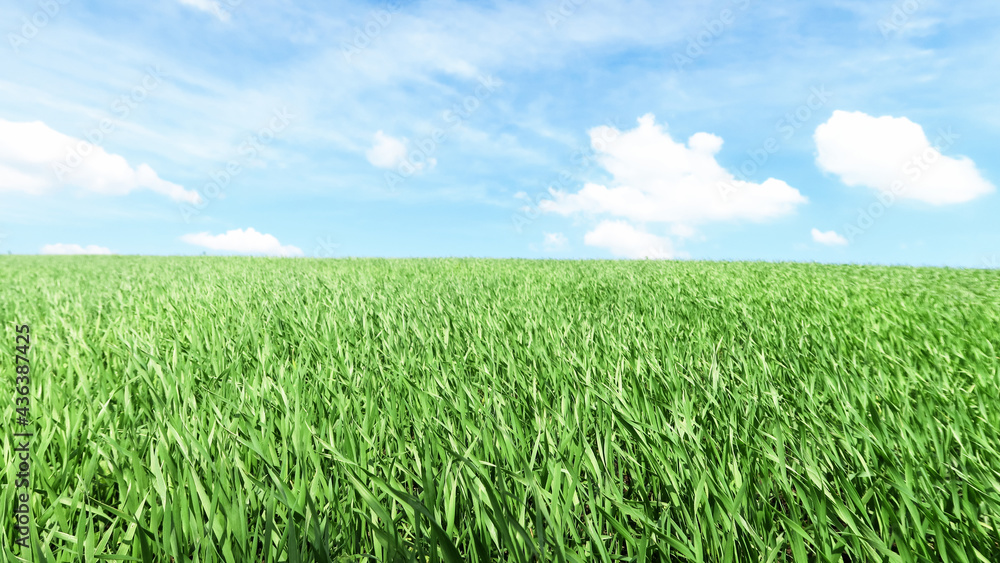Smooth green grass, lawn against a large blue sky on a sunny day. Wide view of the mown lawn. Natural background of green grass, fresh juicy frame. Smooth green grass, lawn against a large blue sky on a sunny day. Wide view of the mown lawn. Natural background of green grass, fresh juicy frame.