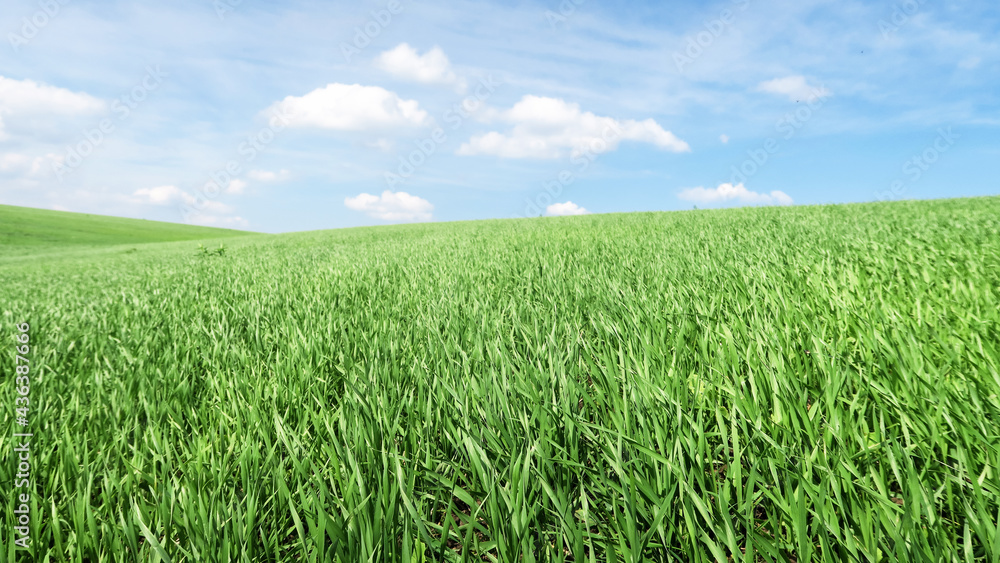 Smooth green grass, lawn against a large blue sky on a sunny day. Wide view of the mown lawn. Natural background of green grass, fresh juicy frame. Smooth green grass, lawn against a large blue sky on a sunny day. Wide view of the mown lawn. Natural background of green grass, fresh juicy frame.