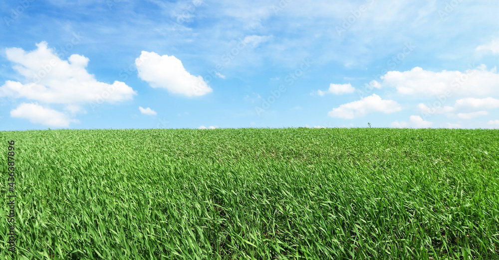 Smooth green grass, lawn against a large blue sky on a sunny day. Wide view of the mown lawn. Natural background of green grass, fresh juicy frame. Smooth green grass, lawn against a large blue sky on a sunny day. Wide view of the mown lawn. Natural background of green grass, fresh juicy frame.