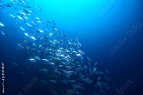 Photography lot of small fish in the sea under water / fish colony, fishing, ocean wildlife