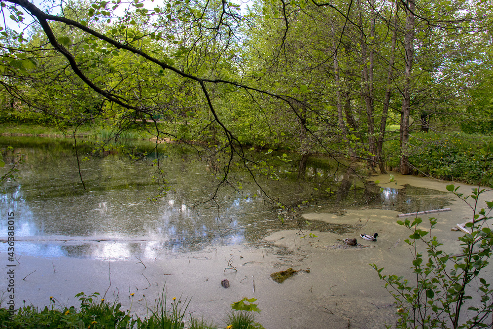 Spring flowering in Sergievka Park Spring flowering in Sergievka Park