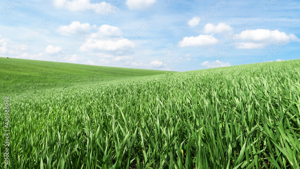 Smooth green grass, lawn against a large blue sky on a sunny day. Wide view of the mown lawn. Natural background of green grass, fresh juicy frame. Smooth green grass, lawn against a large blue sky on a sunny day. Wide view of the mown lawn. Natural background of green grass, fresh juicy frame.