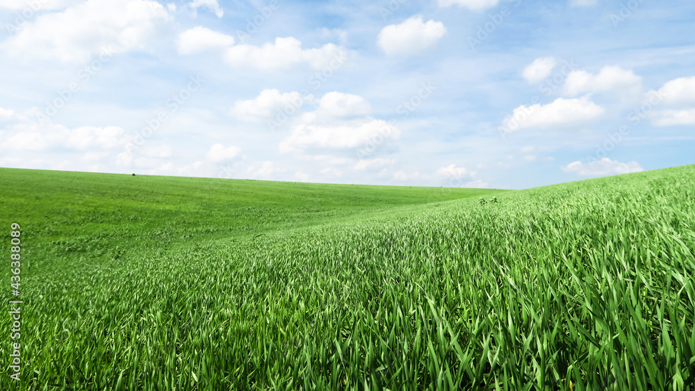 Smooth green grass, lawn against a large blue sky on a sunny day. Wide view of the mown lawn. Natural background of green grass, fresh juicy frame. Smooth green grass, lawn against a large blue sky on a sunny day. Wide view of the mown lawn. Natural background of green grass, fresh juicy frame.