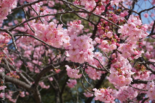 Sakura tree, Tokyo, Japan