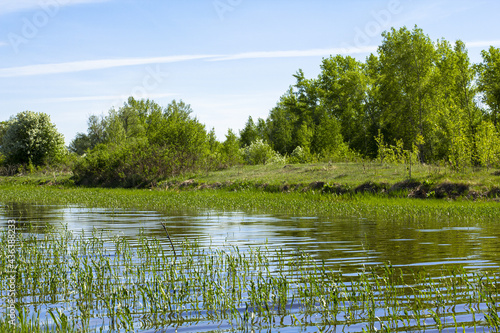 River smooth on the background of summer green forest under the blue sky at noon. © IGOR