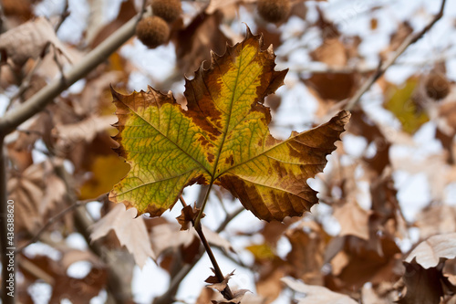 Autumn leaf on plane tree 