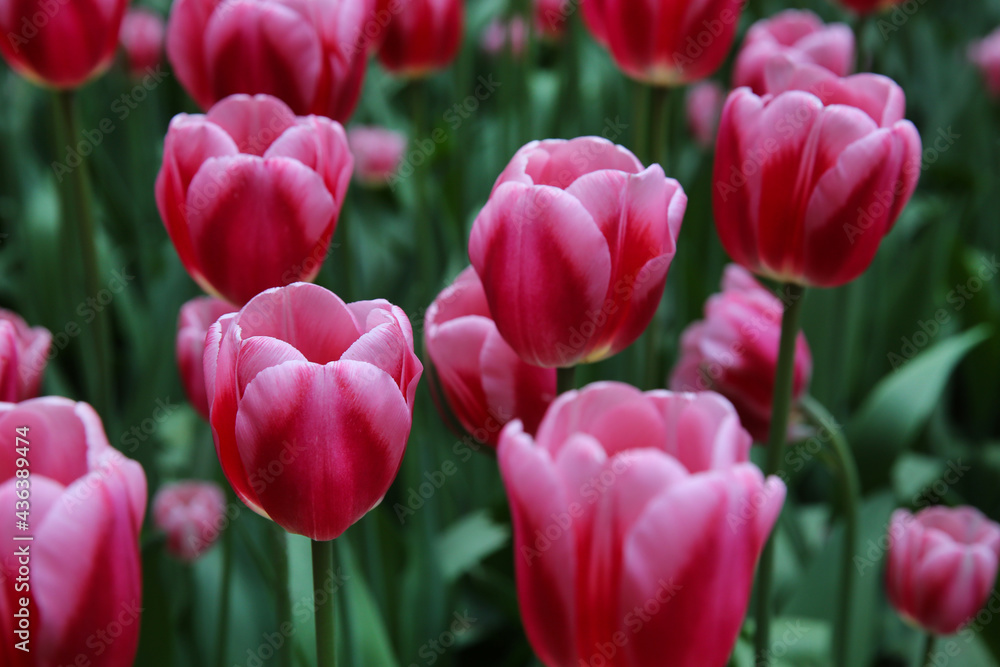 Field of pink tulips in the park Field of pink tulips in the park
