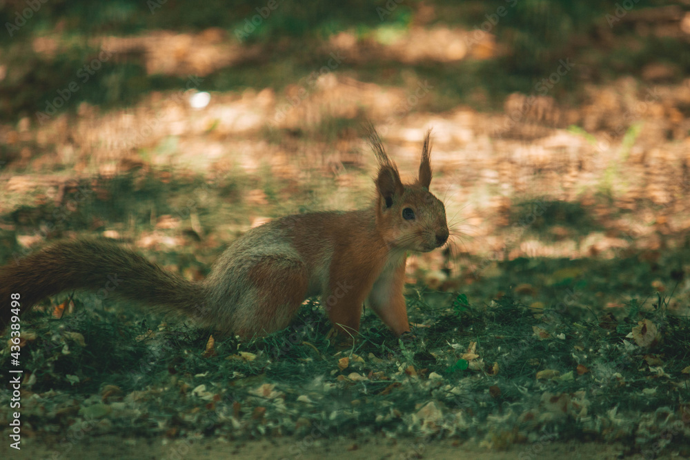 Naklejka premium A nimble squirrel looking for something in the grass