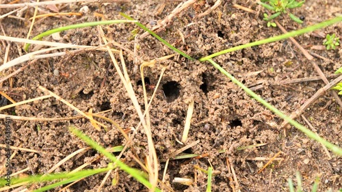 Wallpaper Mural Ant Colony Subterranean Nest ( Formicidae )	 Torontodigital.ca
