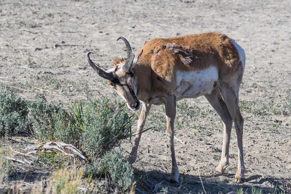 Fototapeta premium Pronghorn Antelope on the Open Prairie of Colorado.. Adult Male