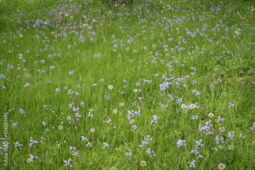 Meadow with purple blooming Camassia quamash and dandelions photo