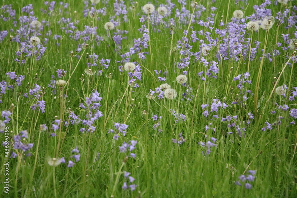 Blooming Camassia quamash and dandelions Blooming Camassia quamash and dandelions