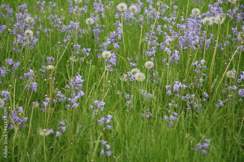 Blooming Camassia quamash and dandelions