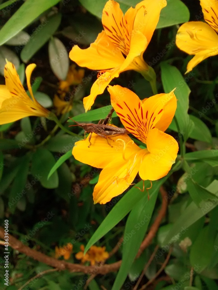 Fototapeta premium butterfly on a flower