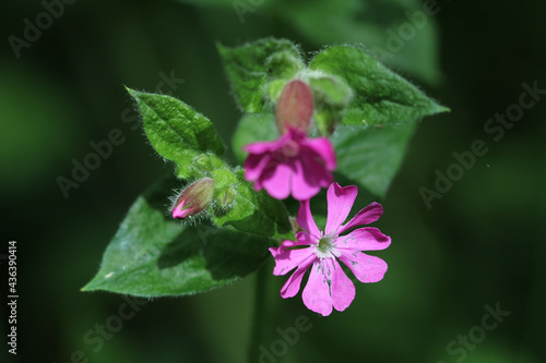 Closeup shot of purple Catchflies on a blurred background photo