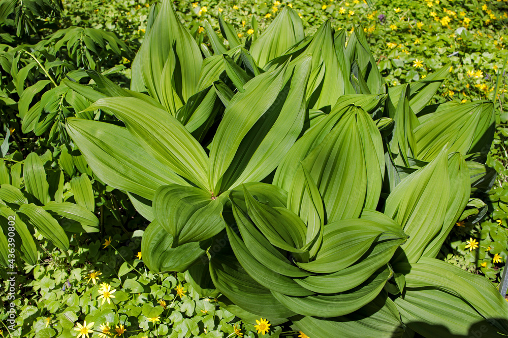 Obraz premium Veratrum lobelianum is a species of flowering plant belonging to the family Melanthiaceae. Its native range is Central Europe to Caucasus and Russian Far East.