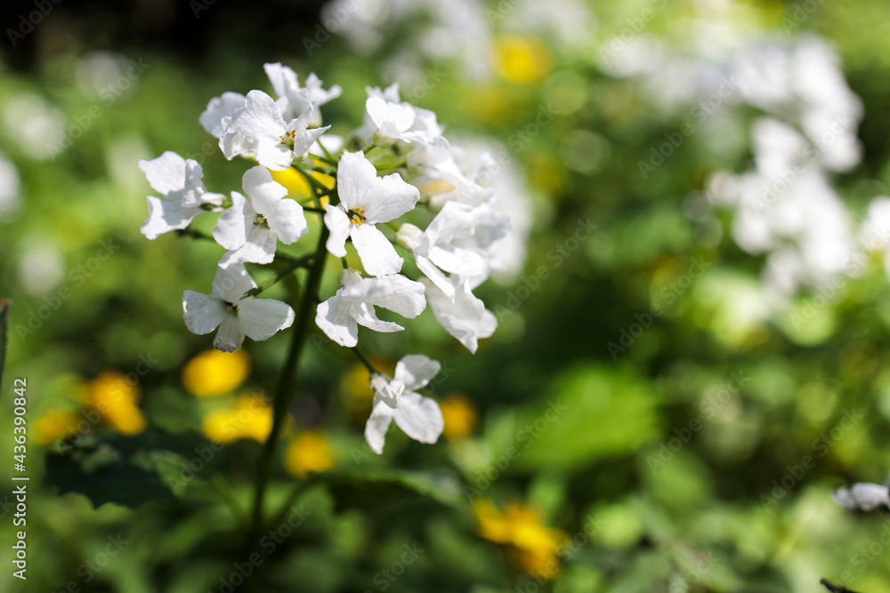 Cardamine heptaphylla, common name pinnate coralroot is a species of flowering plant in the family Brassicaceae.