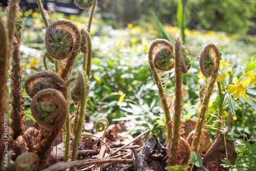 Pteridium aquilinum, also known as eagle fern, is a species of fern occurring in temperate and subtropical regions in both hemispheres. photo