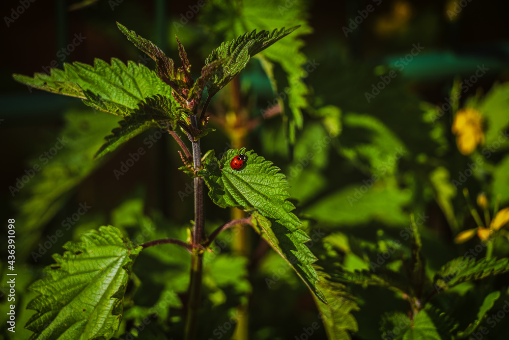 A ladybug on a nettle leaf A ladybug on a nettle leaf