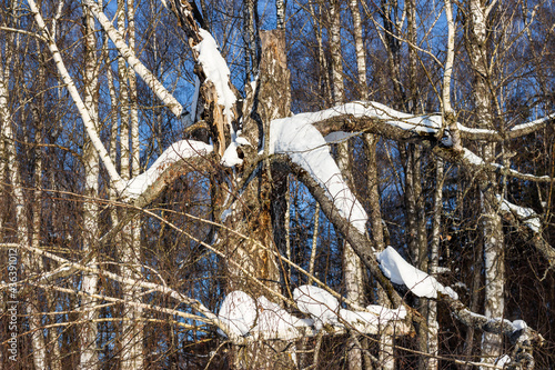 Wallpaper Mural Old crooked birch covered with snow in winter Torontodigital.ca