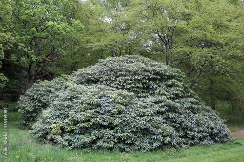 Rhododendron augustinii in park of Tjolöholm Castle near Kungsbacka in Sweden
 photo