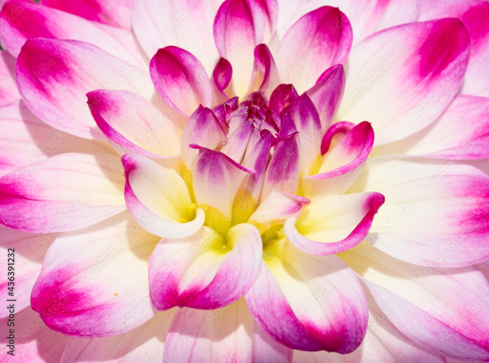 Dahlia flower Dahlia flower