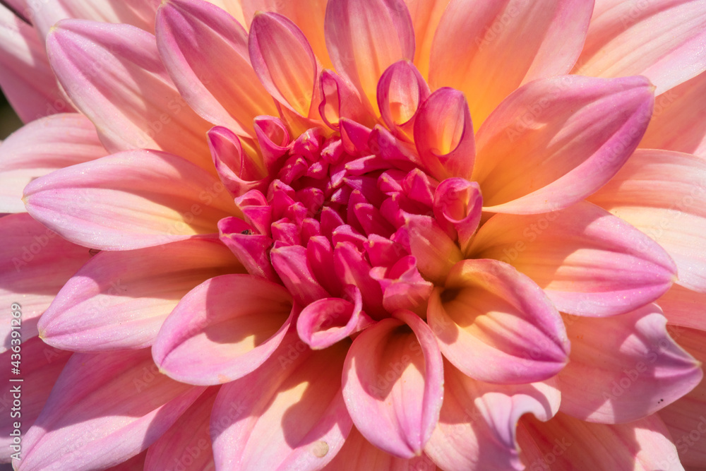 Dahlia flower Dahlia flower