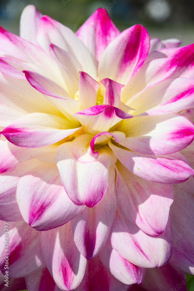 Dahlia flower