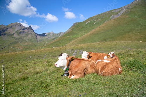 Swiss cow