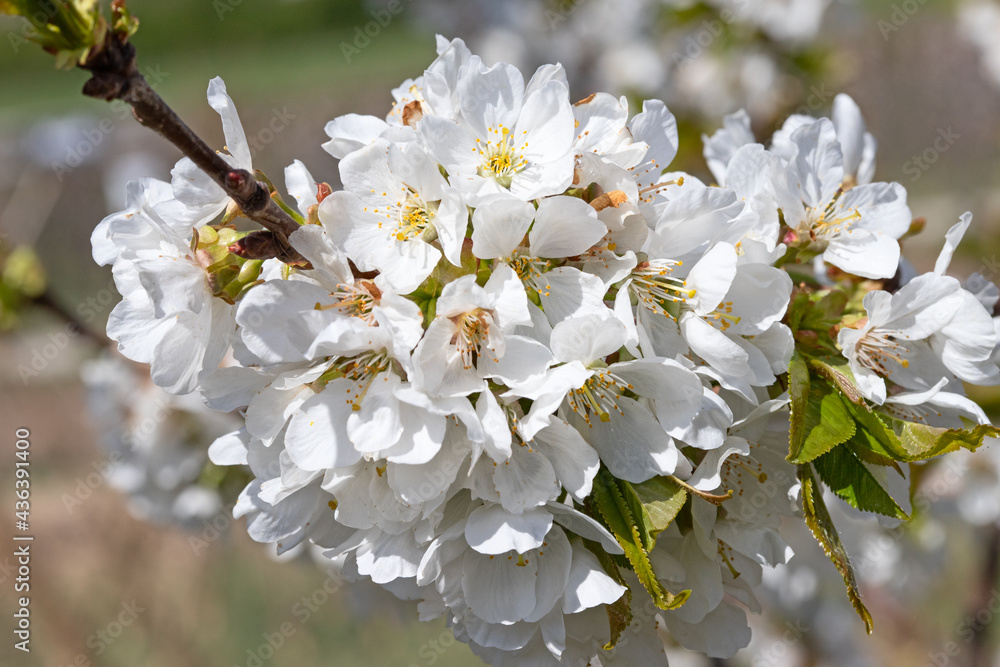 Apple garden