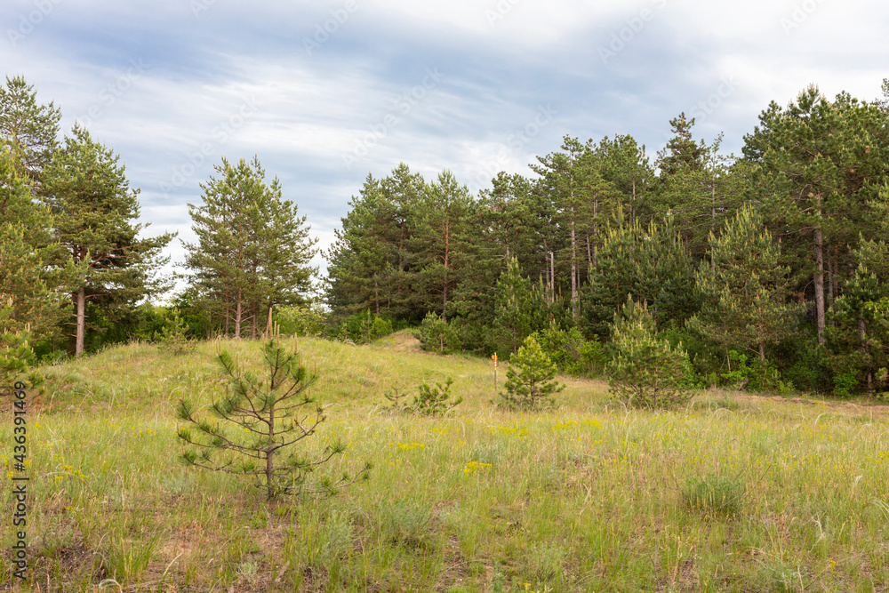 Forest and trees landscape with beautiful blue cloudy sky Forest and trees landscape with beautiful blue cloudy sky