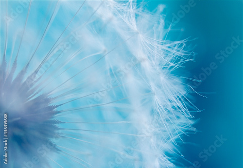 Close-up photo of a white dandelion on a blue background