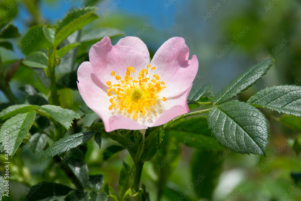 Fototapeta premium Rose (Rosa), Blüte