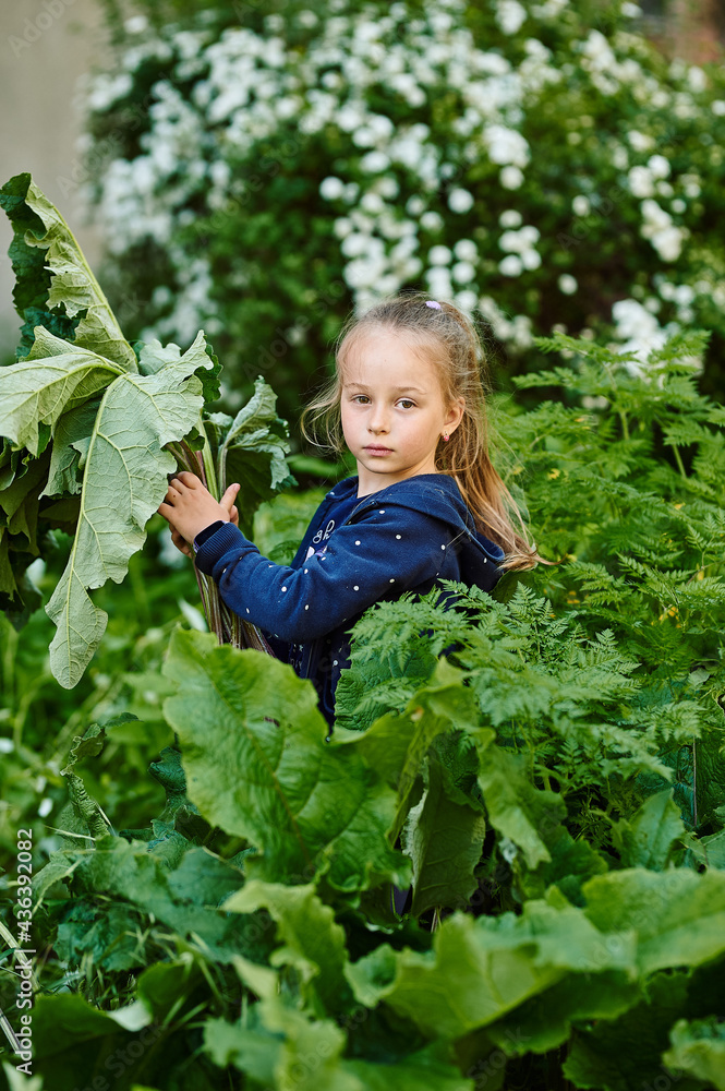 Girl holds large green leaves, grass burdock huge leaves, children playing in the grass Girl holds large green leaves, grass burdock huge leaves, children playing in the grass
