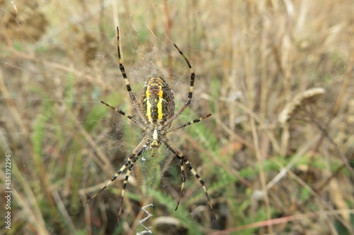 Argiope spider on a cobweb in autumn garden, closeup