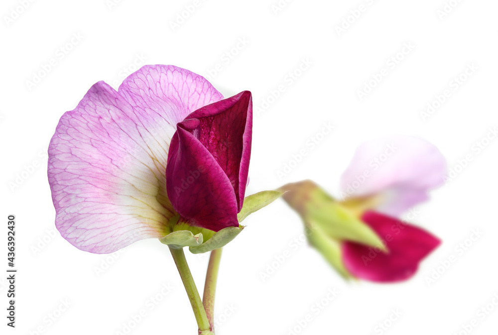 Purple pea flowers on vine, macro. Stunning heirloom snow pea plant Purple pea flowers on vine, macro. Stunning heirloom snow pea plant