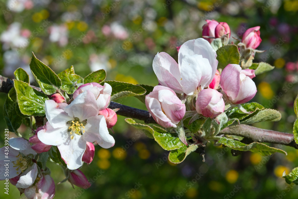 Obraz premium Apple garden