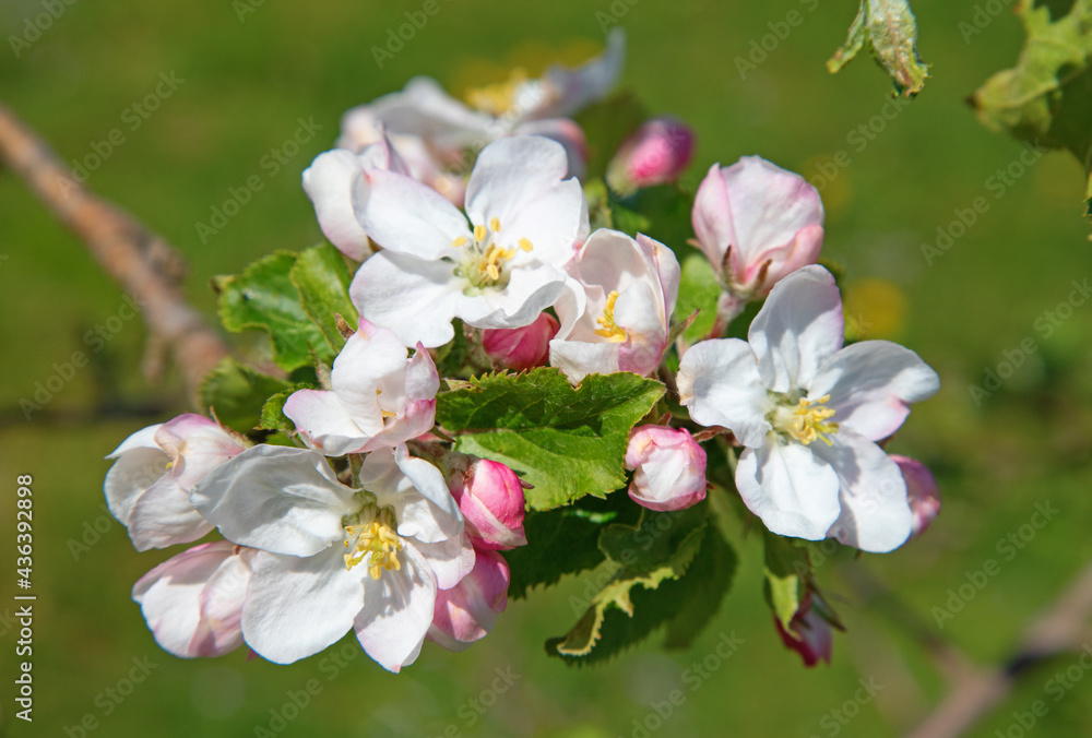 Obraz premium Apple garden