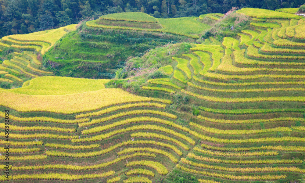 Longji Rice Terraces Longji Rice Terraces